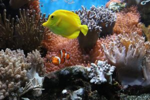 snorkeling barriera corallina sharm