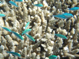 bellissime barriere coralline Sharm el sheikh