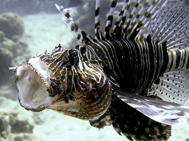  pesce palla mar rosso-Lo scorfano è uno dei pesci più velenosi del mondo
