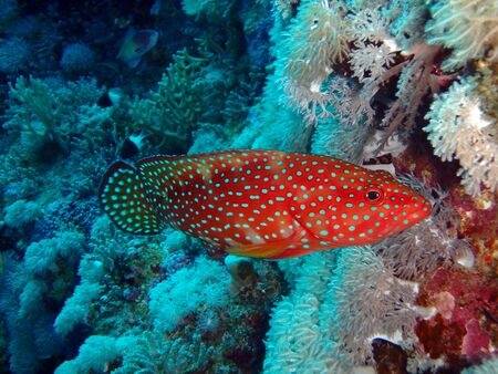 Cernia di corallo del mar rosso