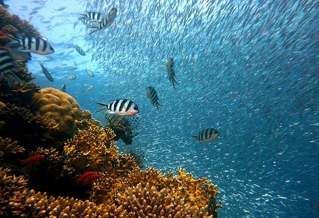 barriera corallina namaa bay
