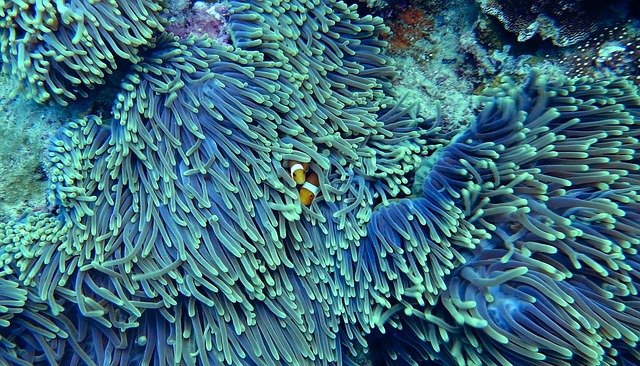 Coral reef sharm el sheikh snorkeling