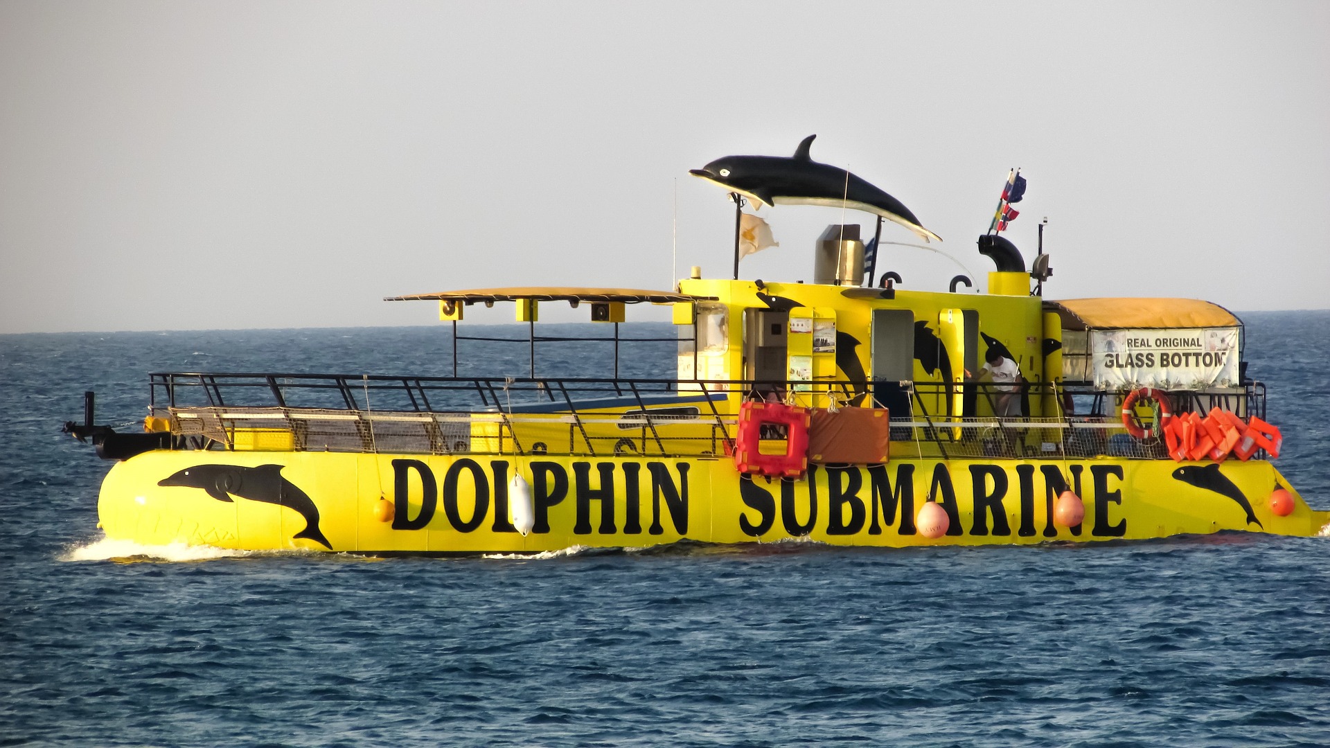 enjoy the marine life sharm el sheikh|enjoy the marine life sharm el sheikh