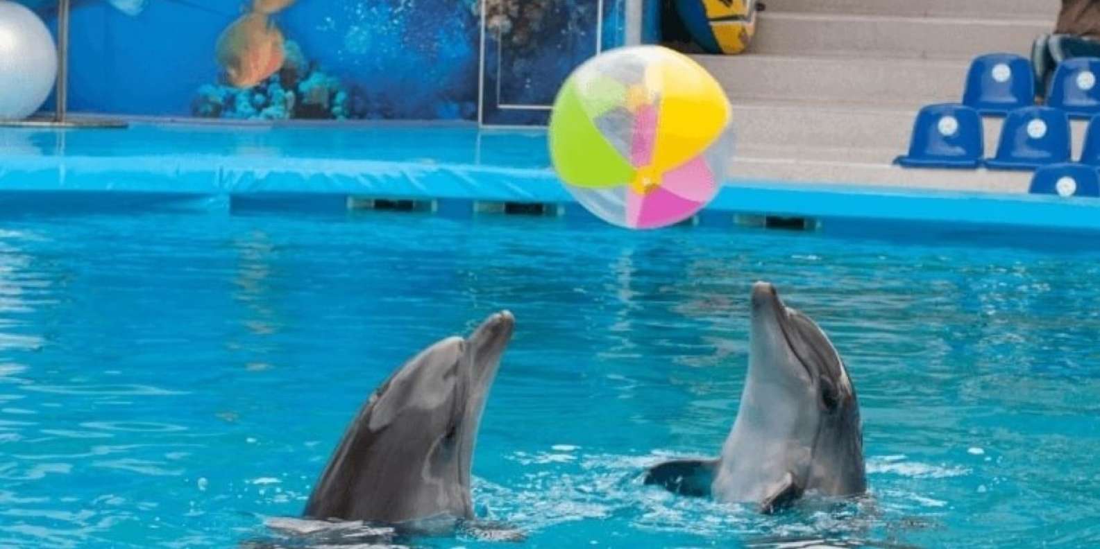 Dolphina park| Dolphina park