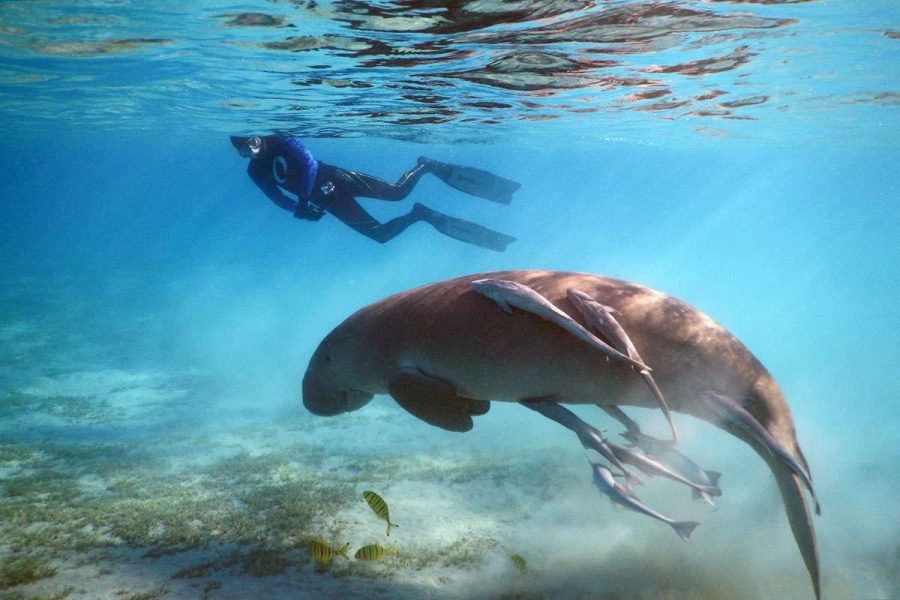 Marsa Mubarak Excursion: Snorkel with Turtles & Dugongs