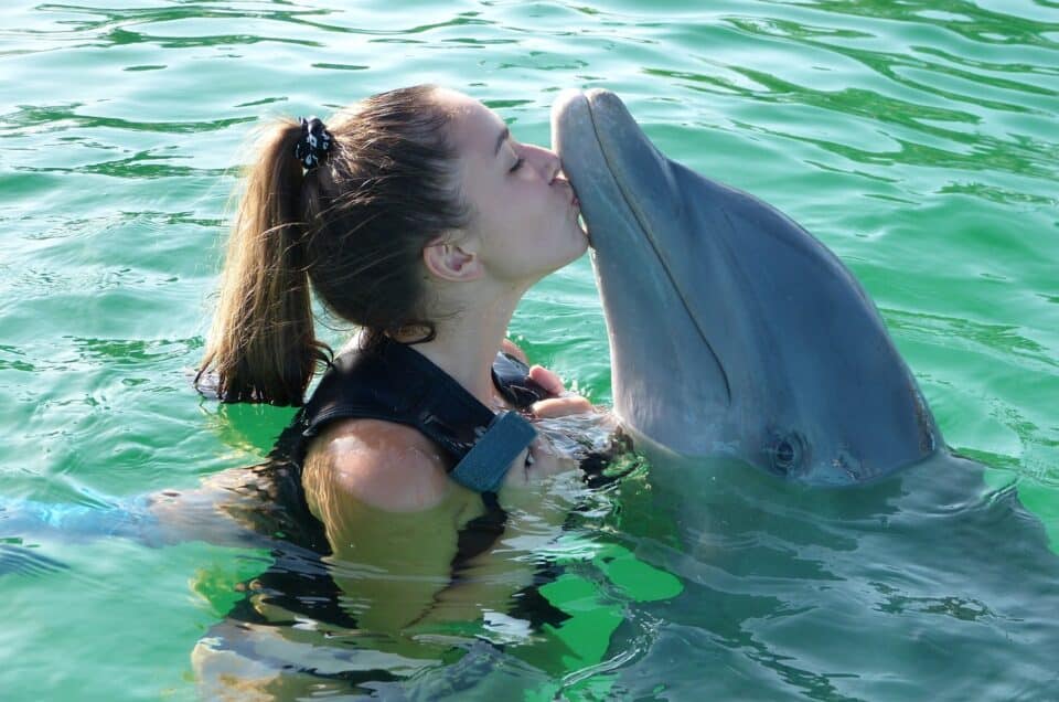 Sharm el Sheikh delfini