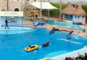 Spettacolo dei Delfini a Sharm