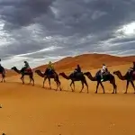 Costo di un Cammello
