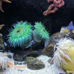 Migliori barriere coralline di sharm el sheikh