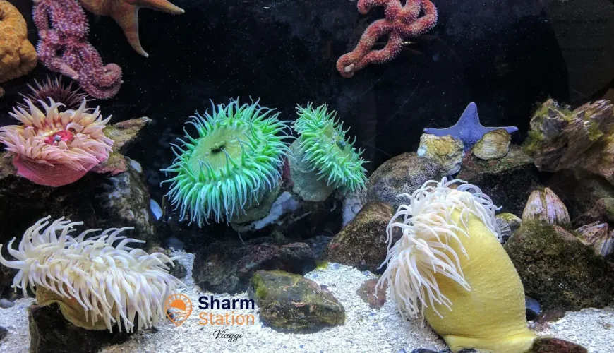 Migliori barriere coralline di sharm el sheikh