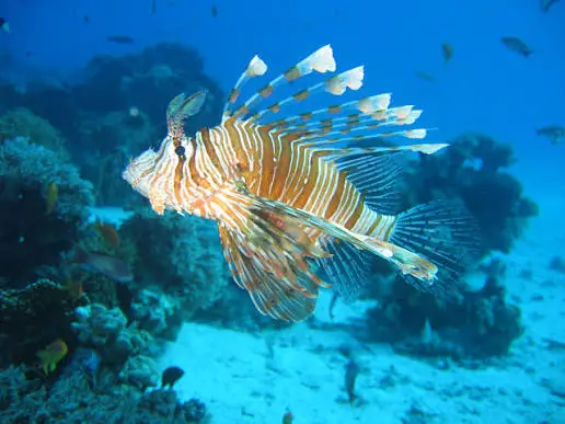 pesce-leone-pterois-miles