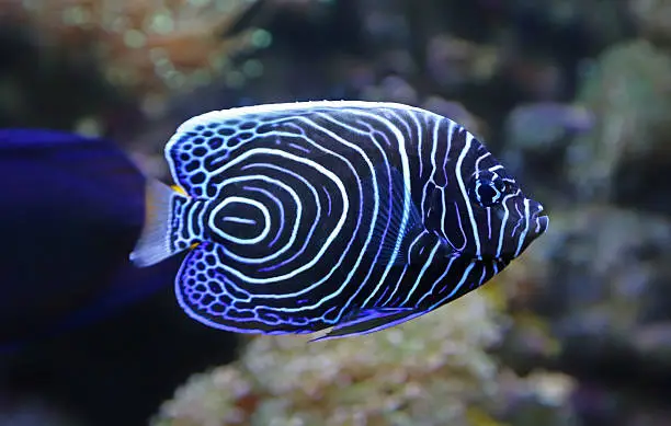 pesce-angelo-imperatore-pomacanthus-imperator