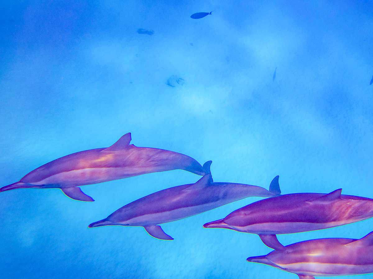 Escursione Casa dei delfini a Hurghada