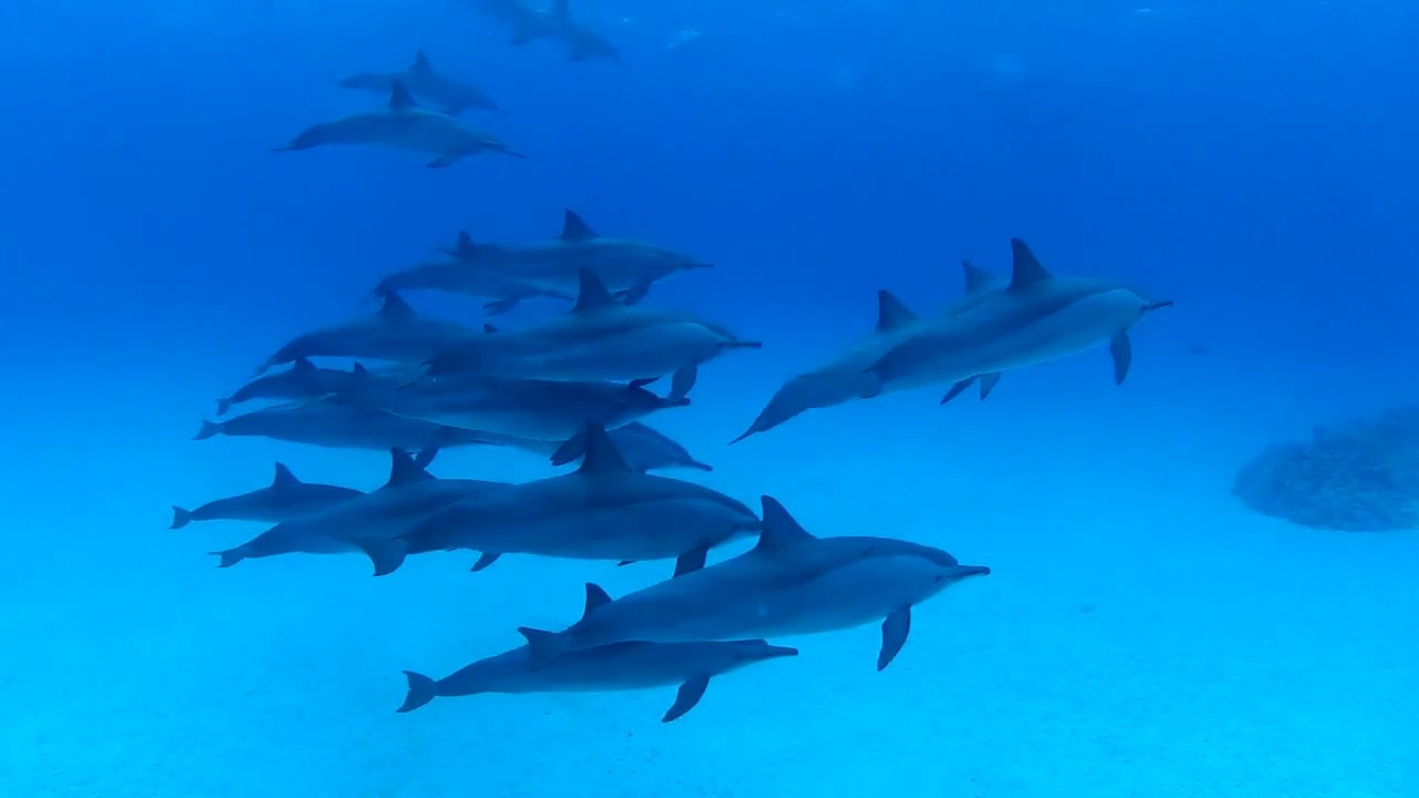 Escursione Snorkeling a Sataya dolphin house