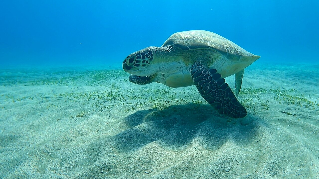 Escursione Abu Dabbab Marsa Alam