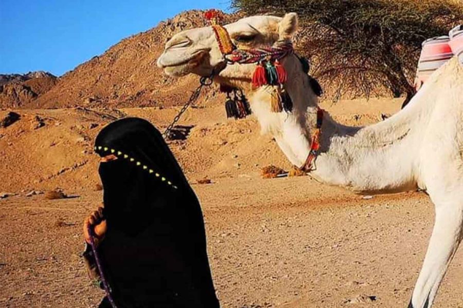 Camel Ride Marsa Alam: Desert Safari with Bedouin Tea