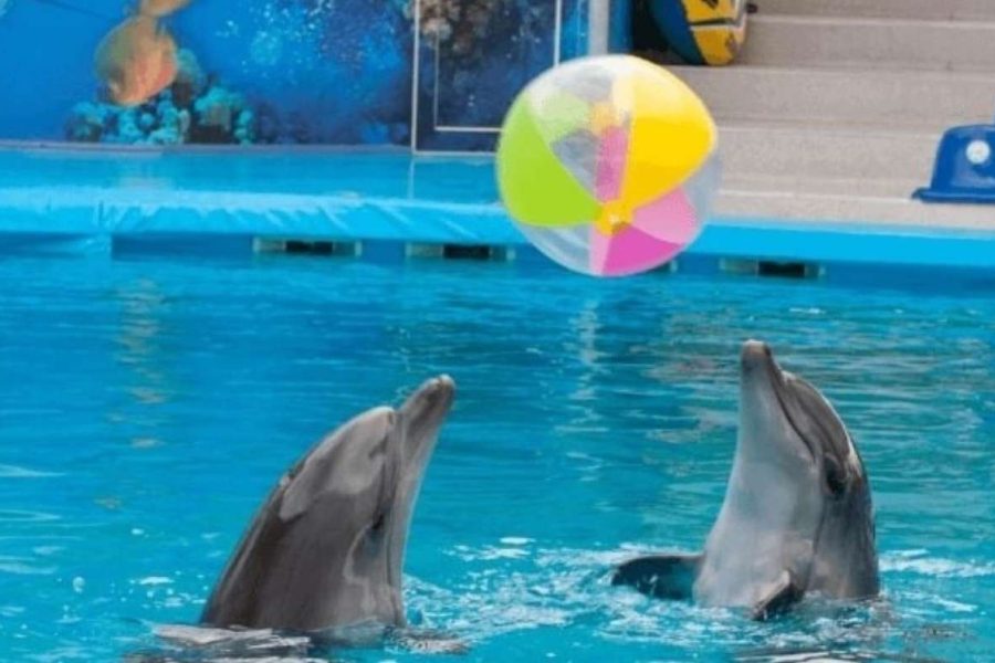 Dolphin Show in Sharm El Sheikh