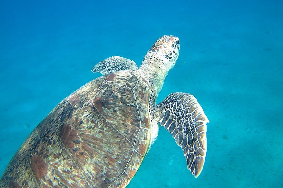 Snorkeling a Sharm El Naga da Makadi Bay