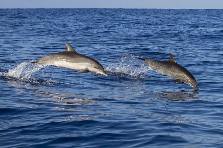 Nuotare con i delfini nel Mar Rosso da Sahl Hasheesh