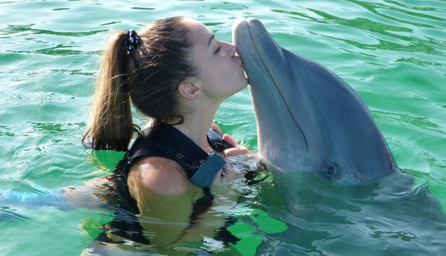 sharm el sheikh delfini