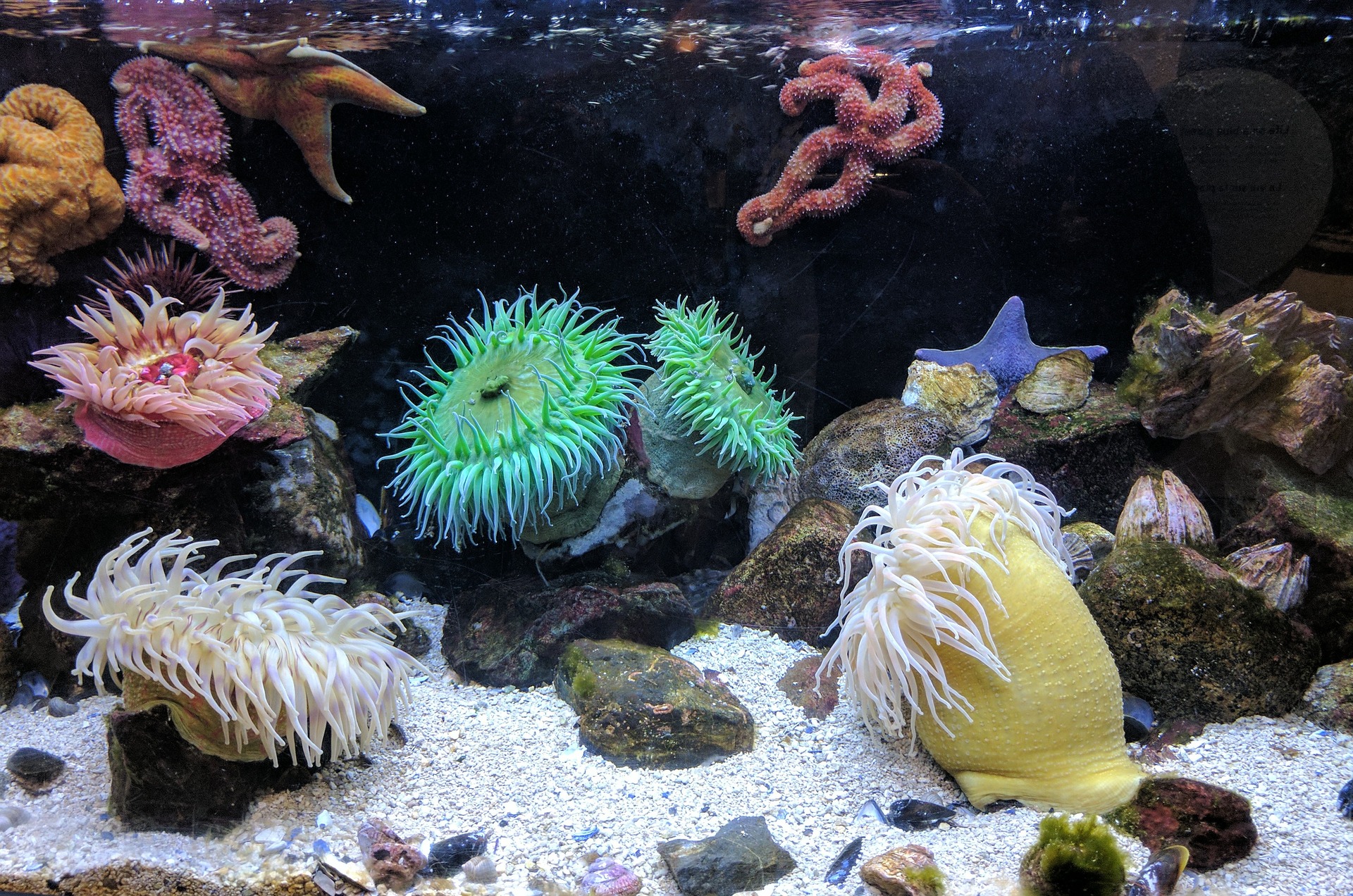 Migliori barriere coralline di sharm el sheikh