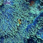 Coral reef sharm el sheikh snorkeling