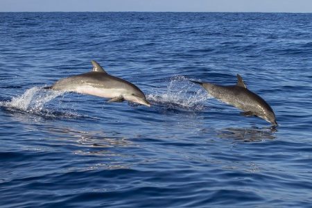 Nuotare con i delfini nel Mar Rosso da Sahl Hasheesh